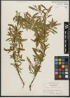 Foto von Salix triandra subsp. triandra L.